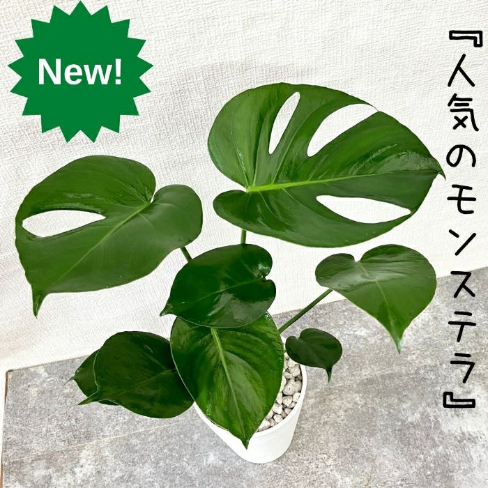 観葉植物現品販売