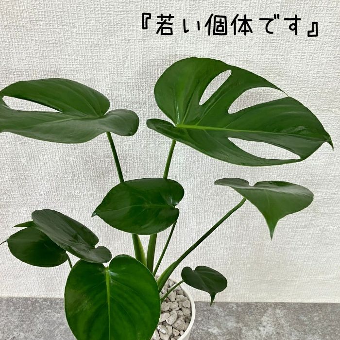 観葉植物現品販売