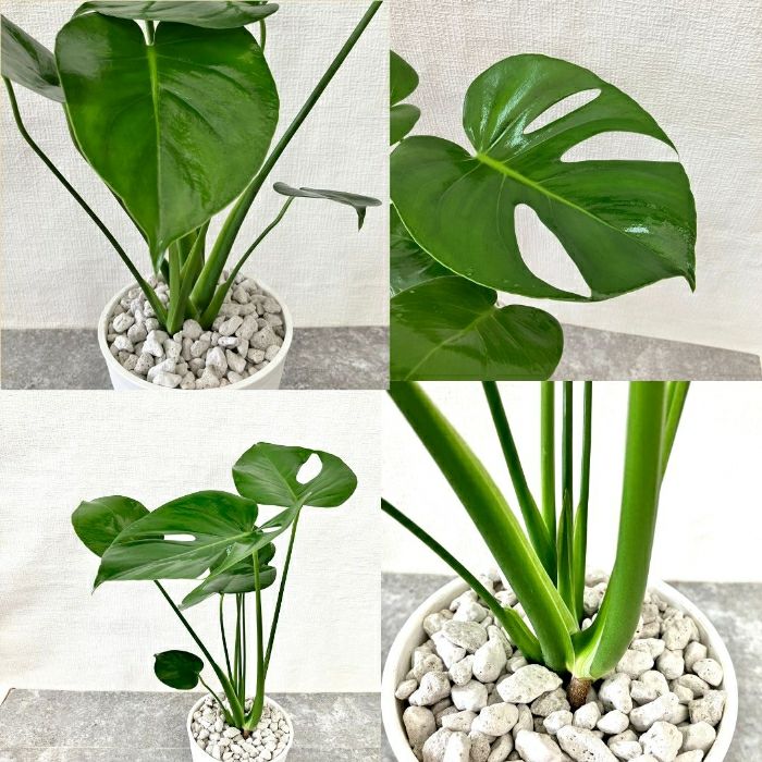 観葉植物現品販売