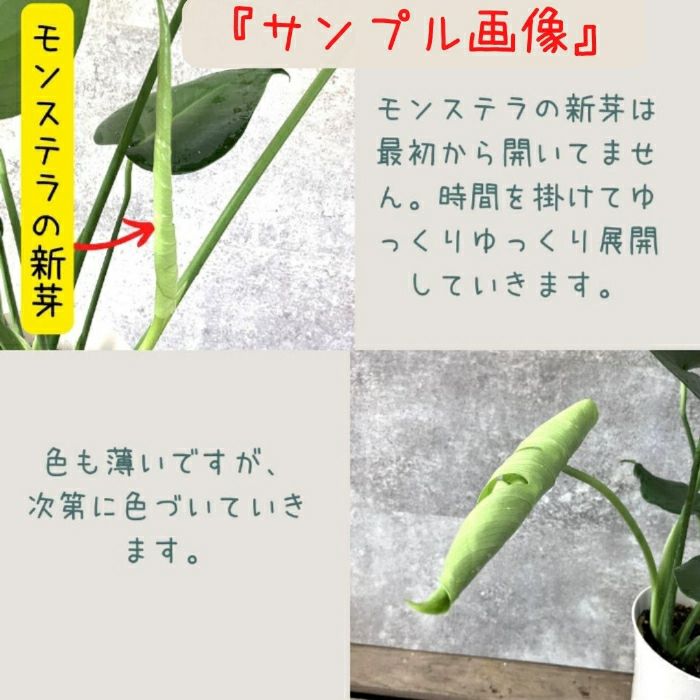 観葉植物現品販売
