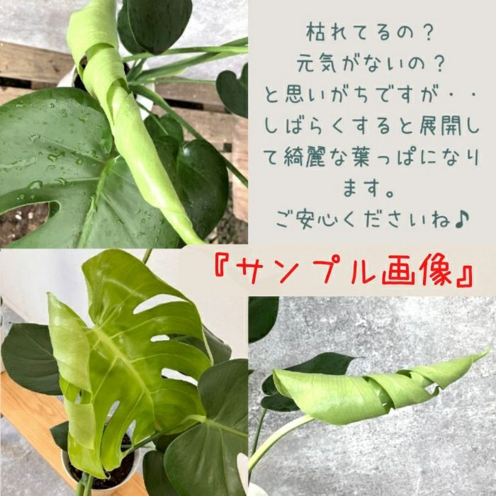 観葉植物現品販売
