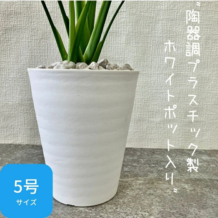 観葉植物現品販売