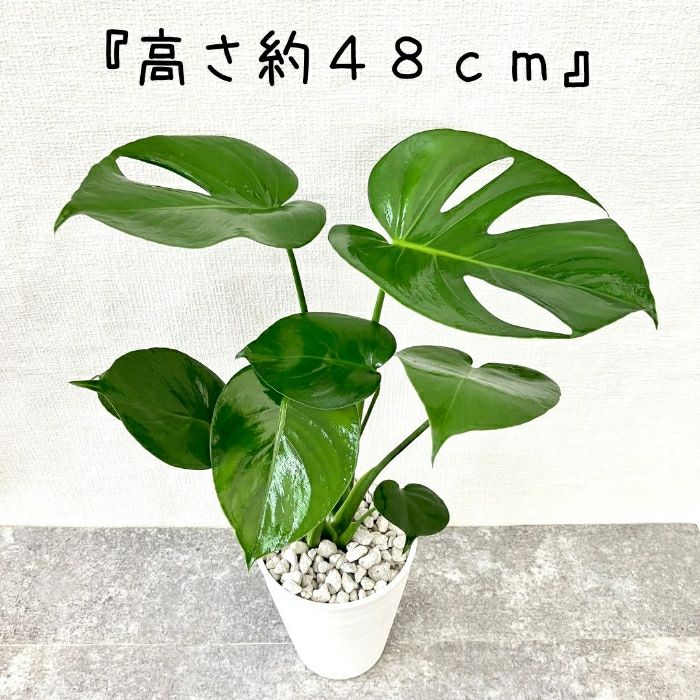 観葉植物現品販売