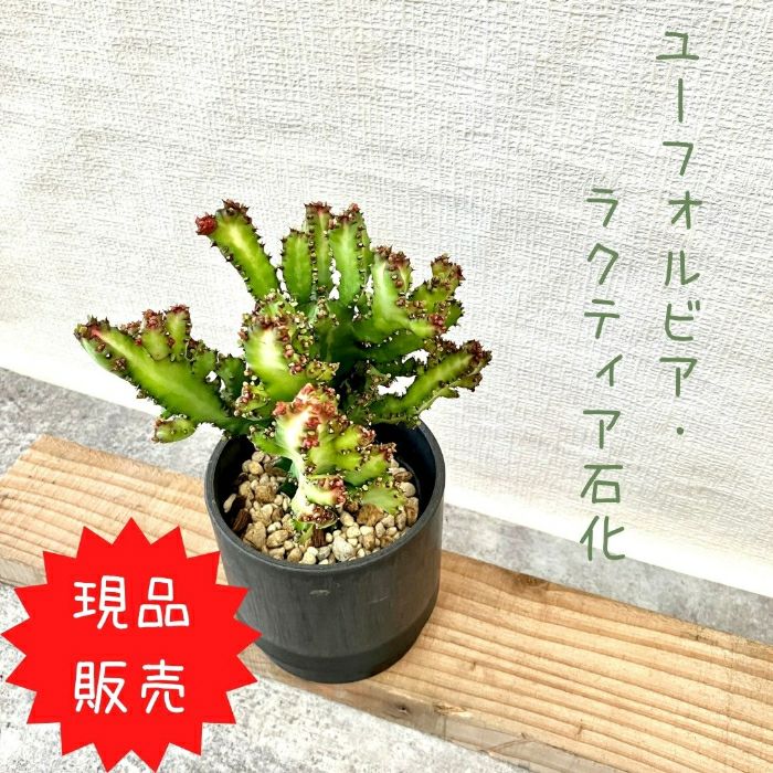 観葉植物現品販売