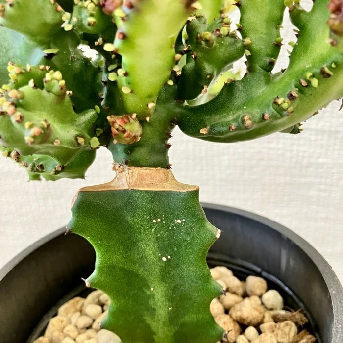 観葉植物現品販売