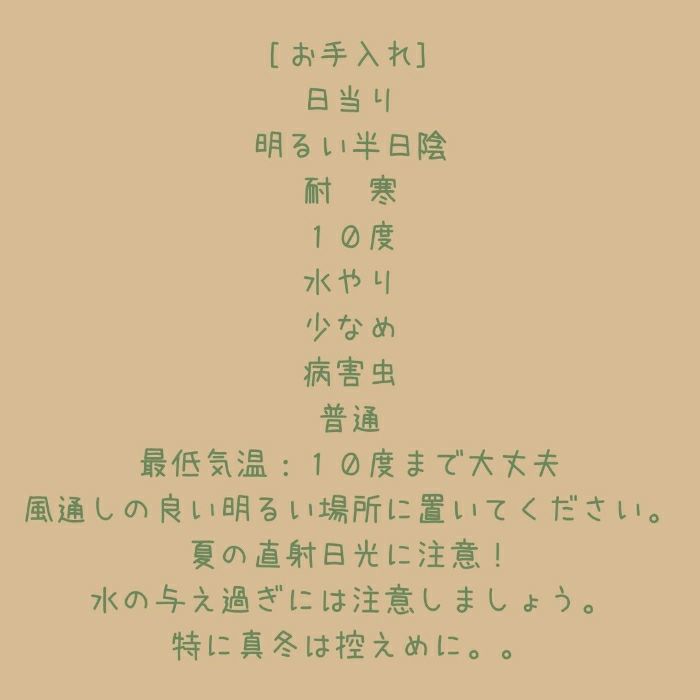 観葉植物現品販売