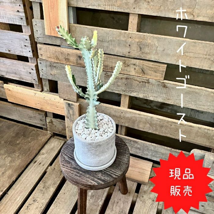 観葉植物現品販売