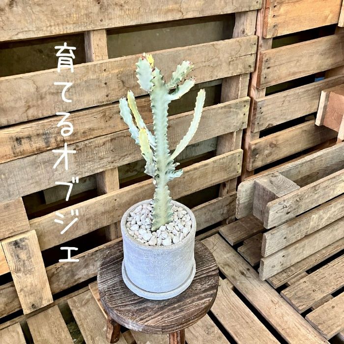 観葉植物現品販売