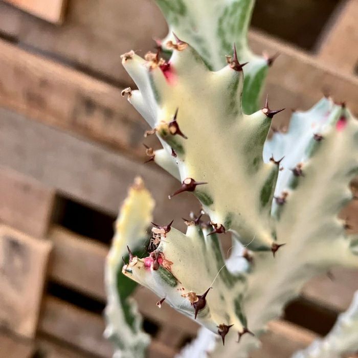 観葉植物現品販売