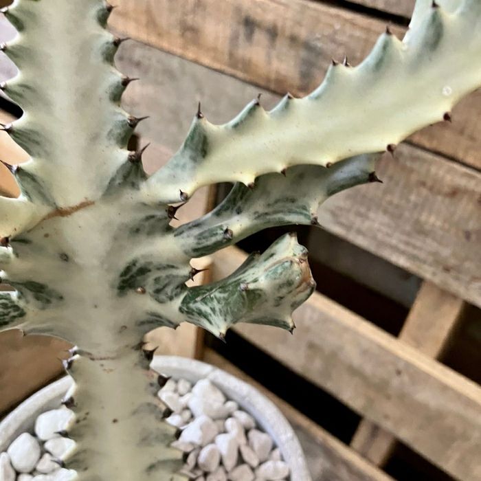 観葉植物現品販売