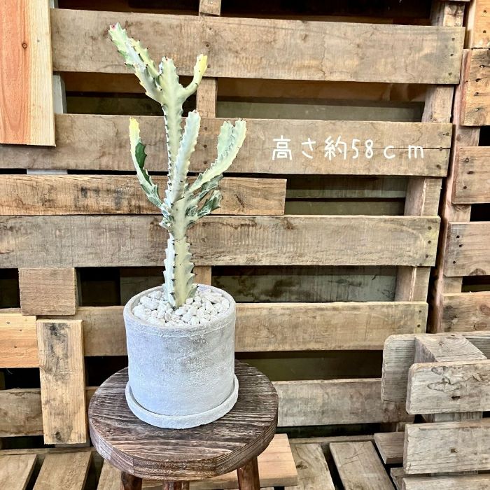 観葉植物現品販売