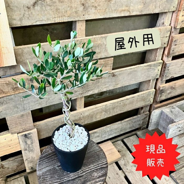観葉植物現品販売