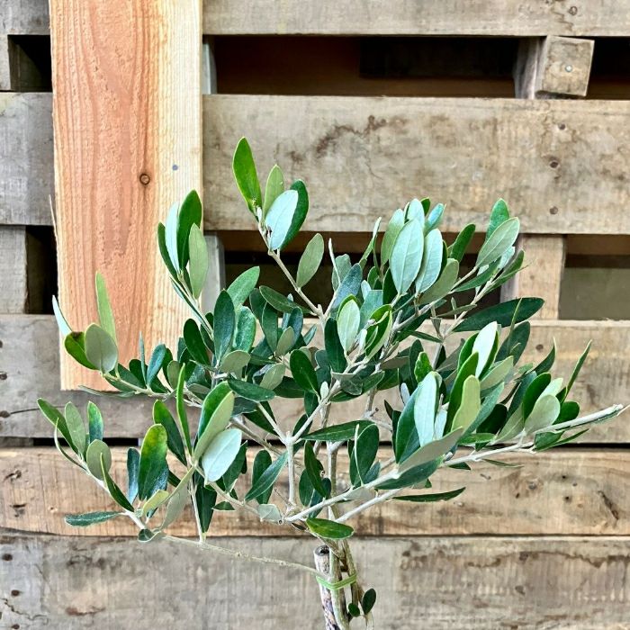 観葉植物現品販売