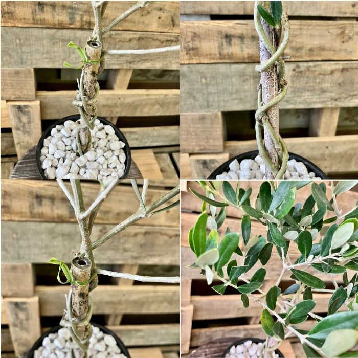 観葉植物現品販売