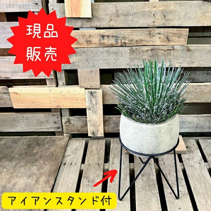 観葉植物現品販売