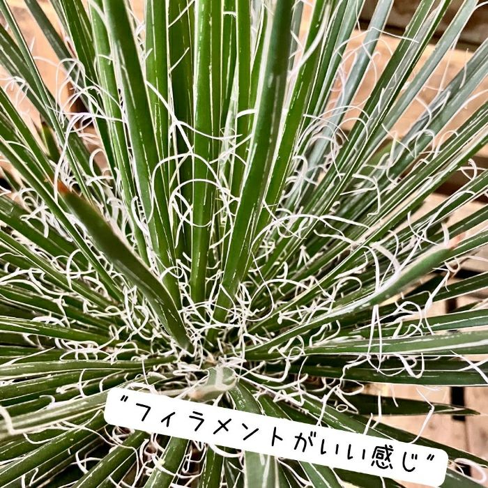 観葉植物現品販売