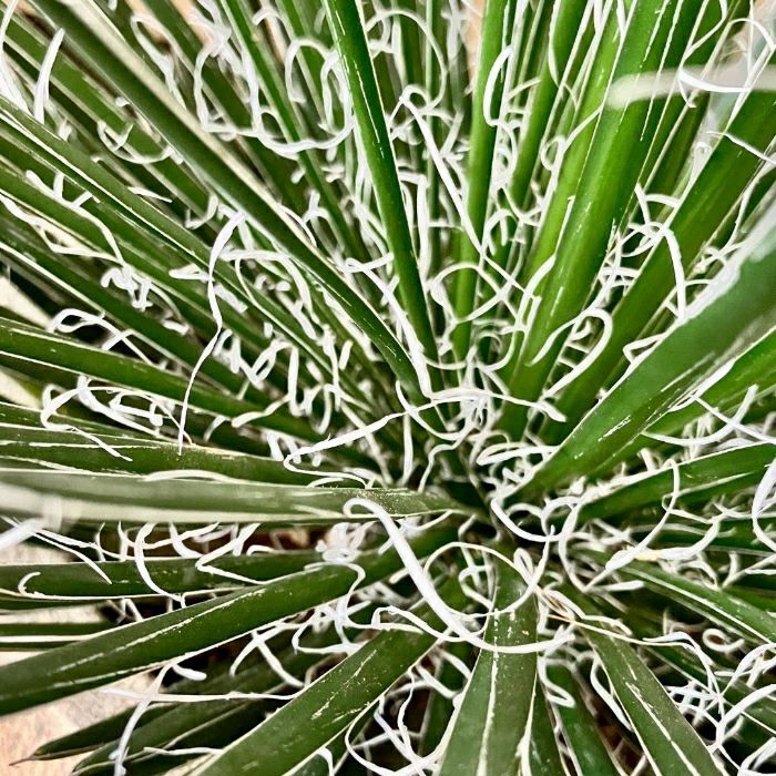 観葉植物現品販売