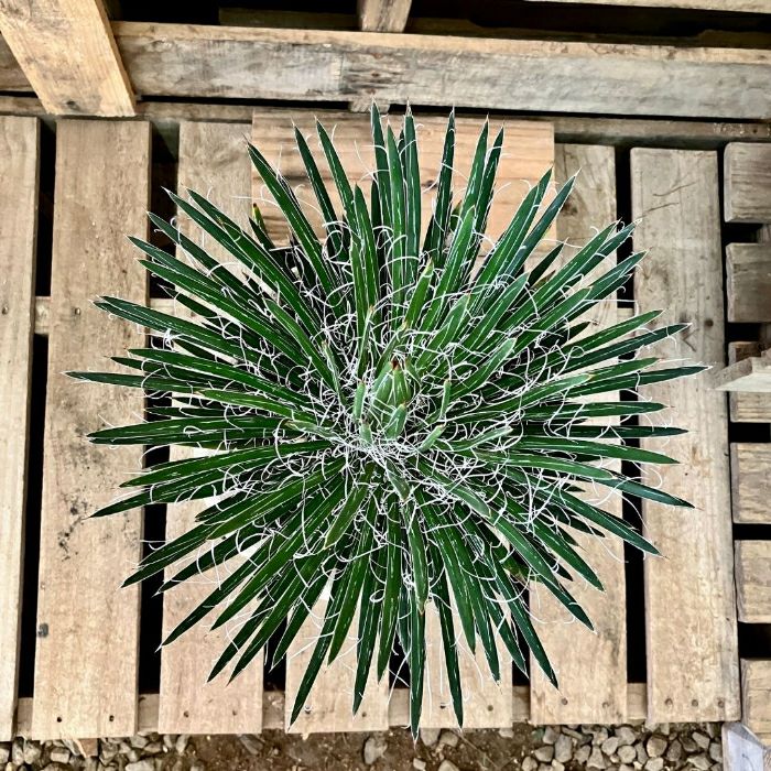 観葉植物現品販売