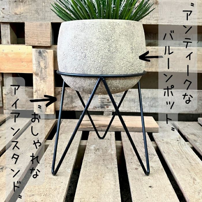 観葉植物現品販売