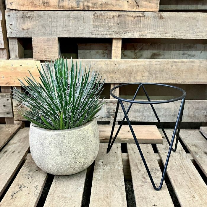 観葉植物現品販売