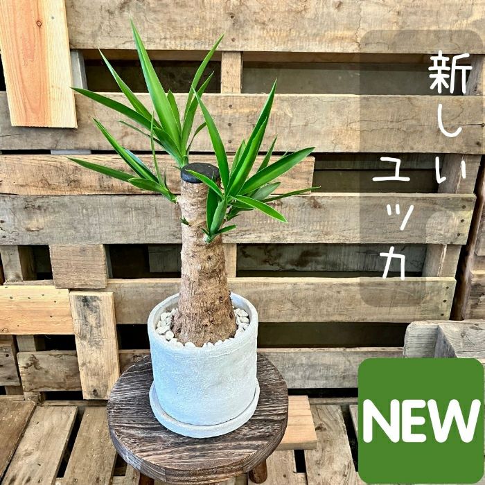 観葉植物現品販売