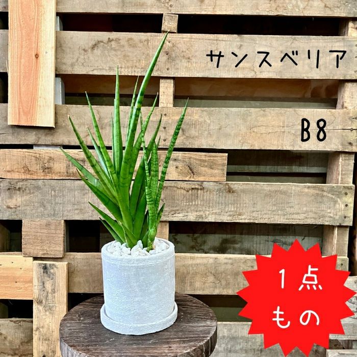 観葉植物現品販売