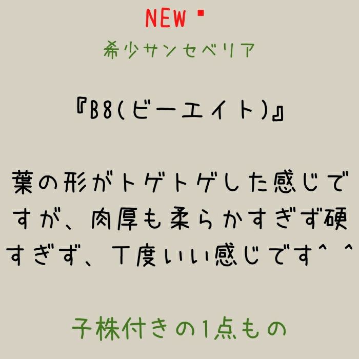 観葉植物現品販売
