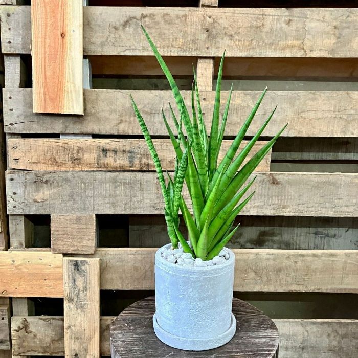 観葉植物現品販売