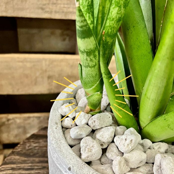 観葉植物現品販売