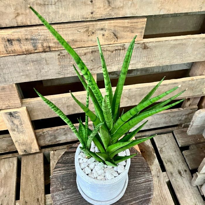 観葉植物現品販売