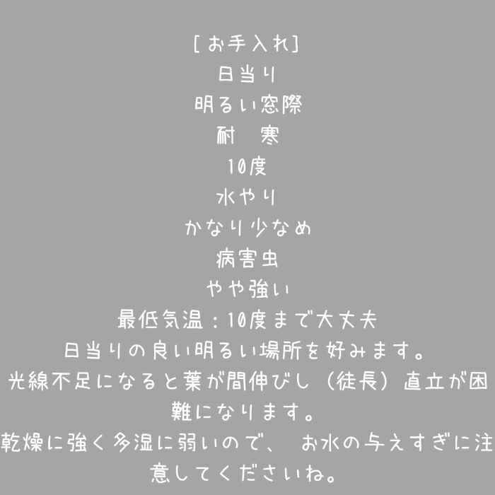 観葉植物現品販売