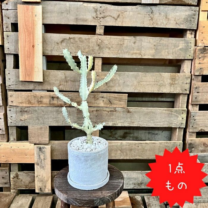 観葉植物現品販売