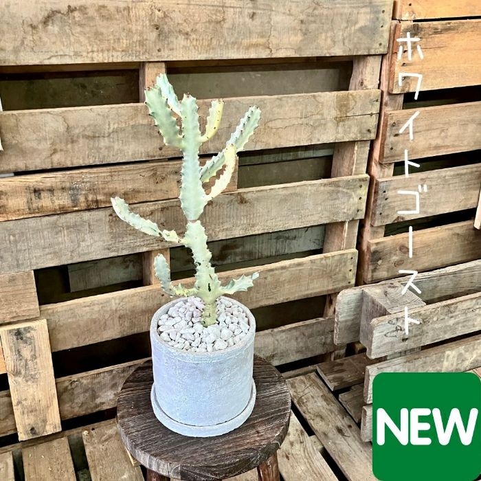 観葉植物現品販売