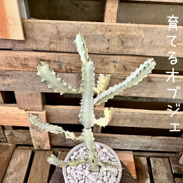 観葉植物現品販売