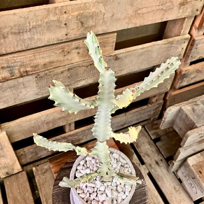 観葉植物現品販売