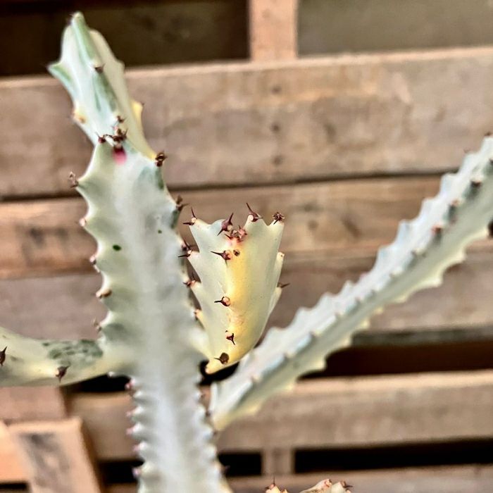 観葉植物現品販売