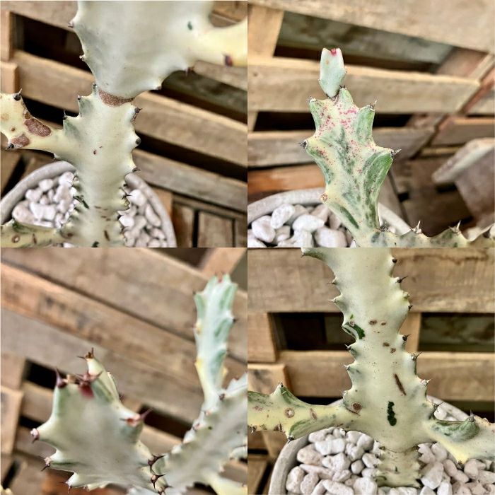 観葉植物現品販売