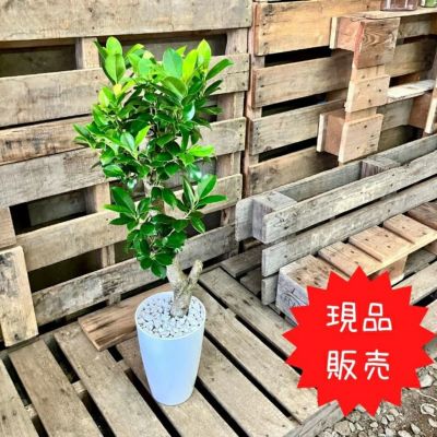 観葉植物現品販売