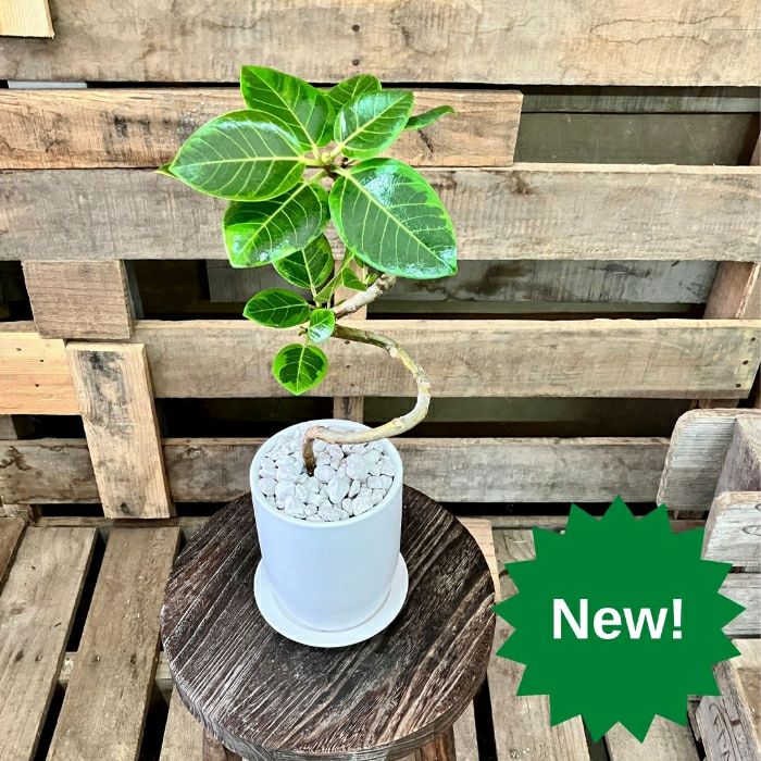 観葉植物現品販売