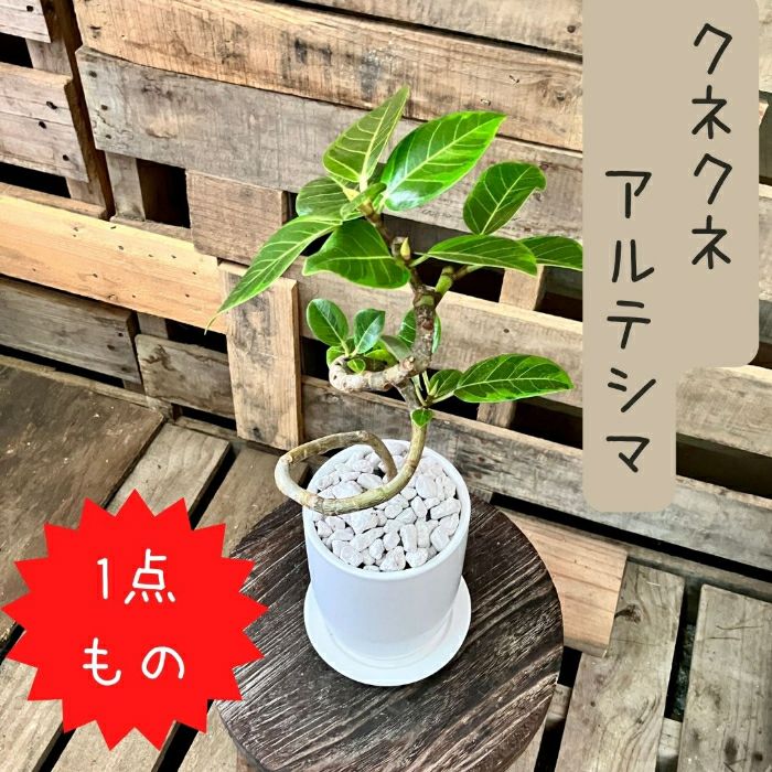 観葉植物現品販売