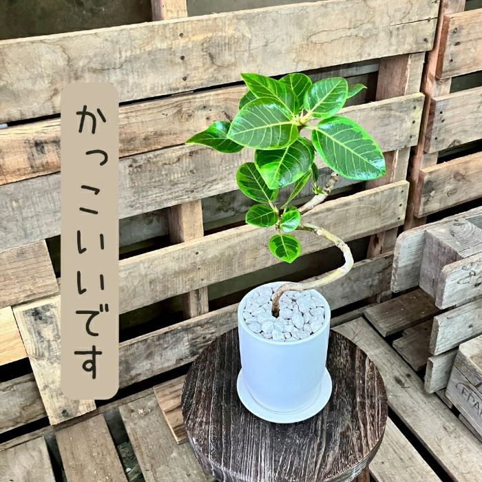 観葉植物現品販売