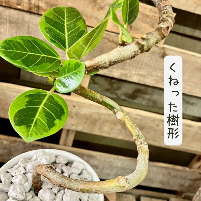 観葉植物現品販売