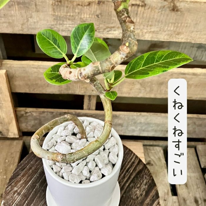 観葉植物現品販売