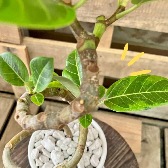 観葉植物現品販売