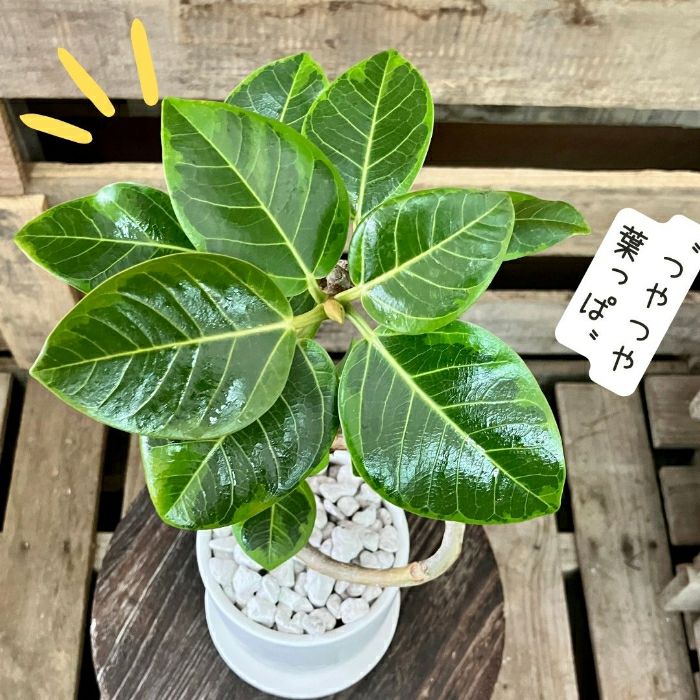 観葉植物現品販売