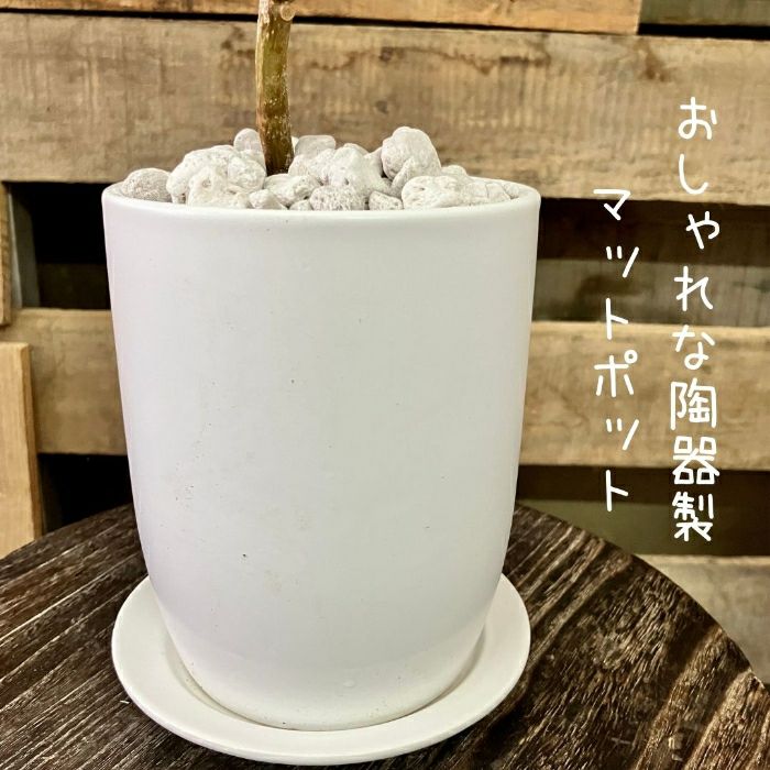 観葉植物現品販売