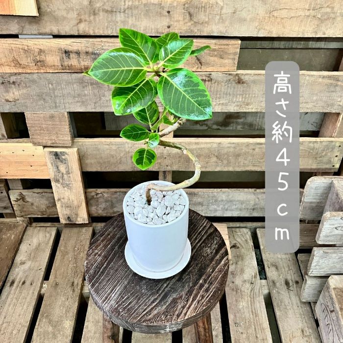 観葉植物現品販売