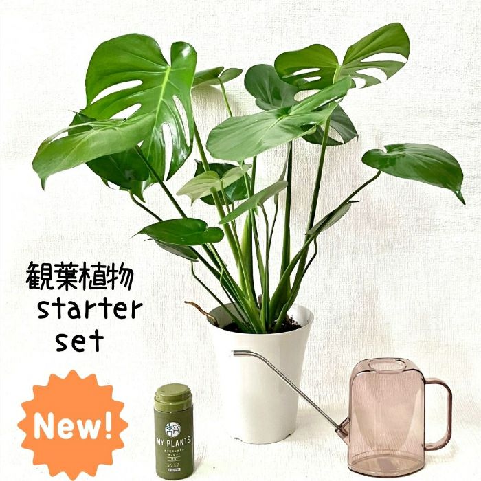 観葉植物現品販売