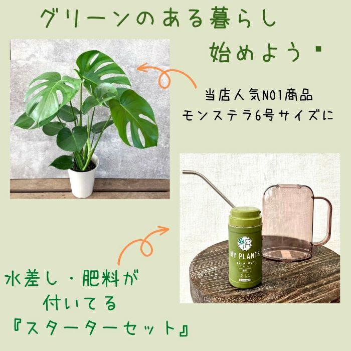 観葉植物現品販売