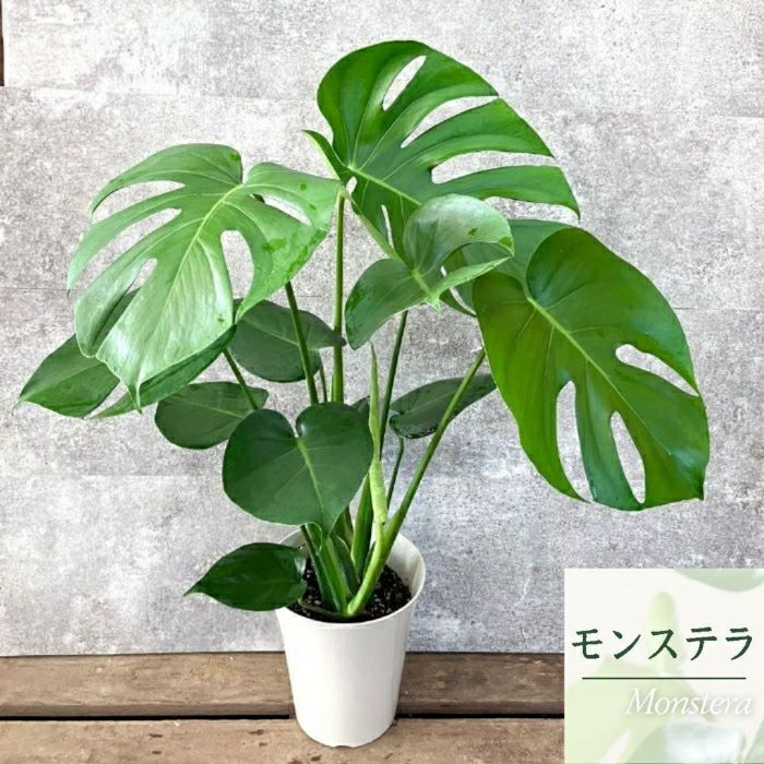 観葉植物現品販売